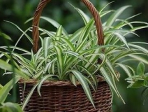 綠色植物大作戰，顏值最高的凈化空氣方法