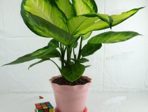 哪些植物可以除甲醛，本事最大呢？