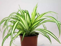 去除甲醛的綠植有哪些?你家里有嗎？